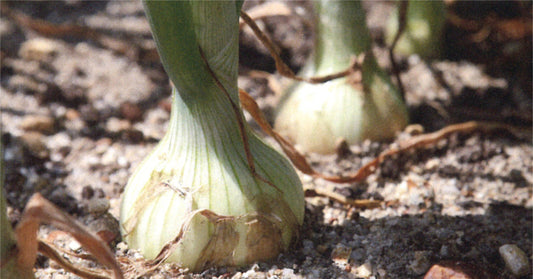 淡路島・池上農場の特別栽培たまねぎ「あやたけ」