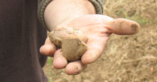 自然派ワインとは？その魅力と背景