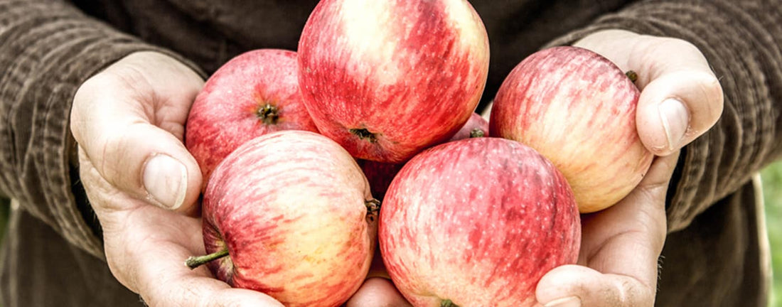 ヴァル・ド・ランス・オーガニック・シードル